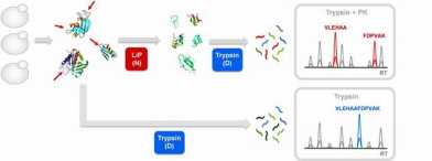 Limited Proteolysis paper online