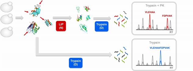 Enlarged view: Limited Proteolysis paper online