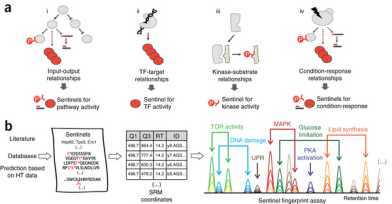 Sentinel protein assay