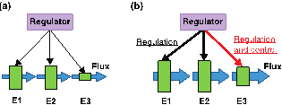 Difference between regulation and control of fluxes