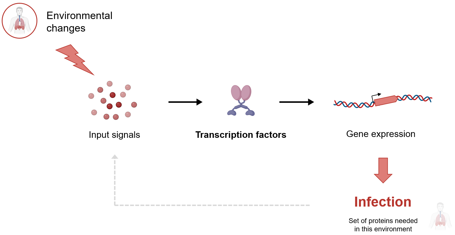 Transcription Factors role in infections